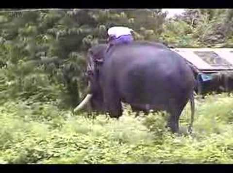 Mudumalai video