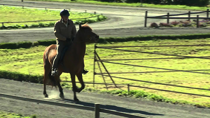 Bella de Monte - ehemaliges Verkaufspferd - Video vom 30.09.2011
