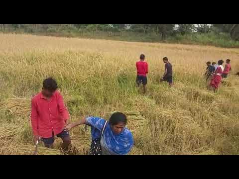 Video:  स्कूल की जगह बच्चों से खेत में करा रहे धान कटाई, जिला पंचायत सदस्य का पति. Khabar36