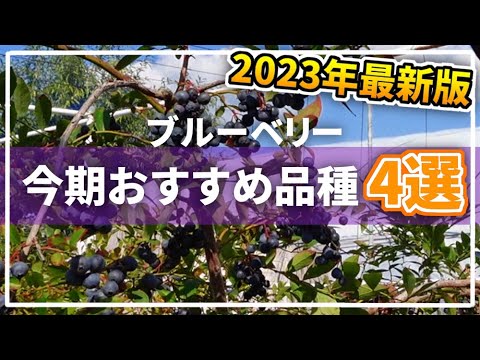 ☆令和8年 生ブルーベリー☆ 2㌔はるひ プロフィールをご一読下さい Blueberry] These are the recommended varieties for this season! [4