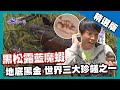 【澳洲】黑松露採收 藍魔蝦抓捕  奢華食材老饕必吃 ｜《世界第一等》697集精華版