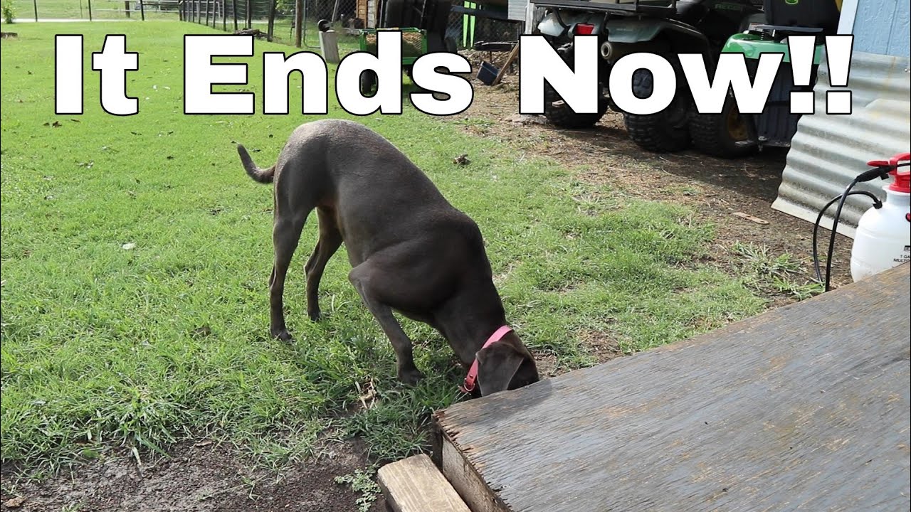 The Truth About Our Dog | Blue Lacy