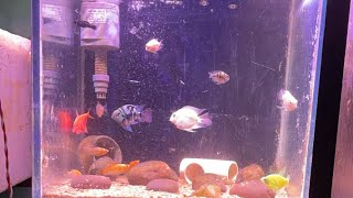 Giveaway Of Fishes on 100 likes in This Live #fish #live #trending  *no Clickbait*