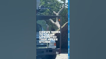 Crews work to clean uprooted tree after heavy storm