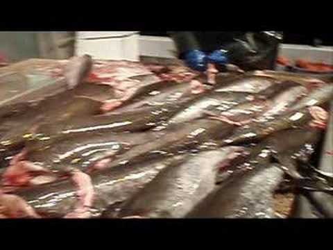 Black cod fishing West Coast British Columbia Part 1