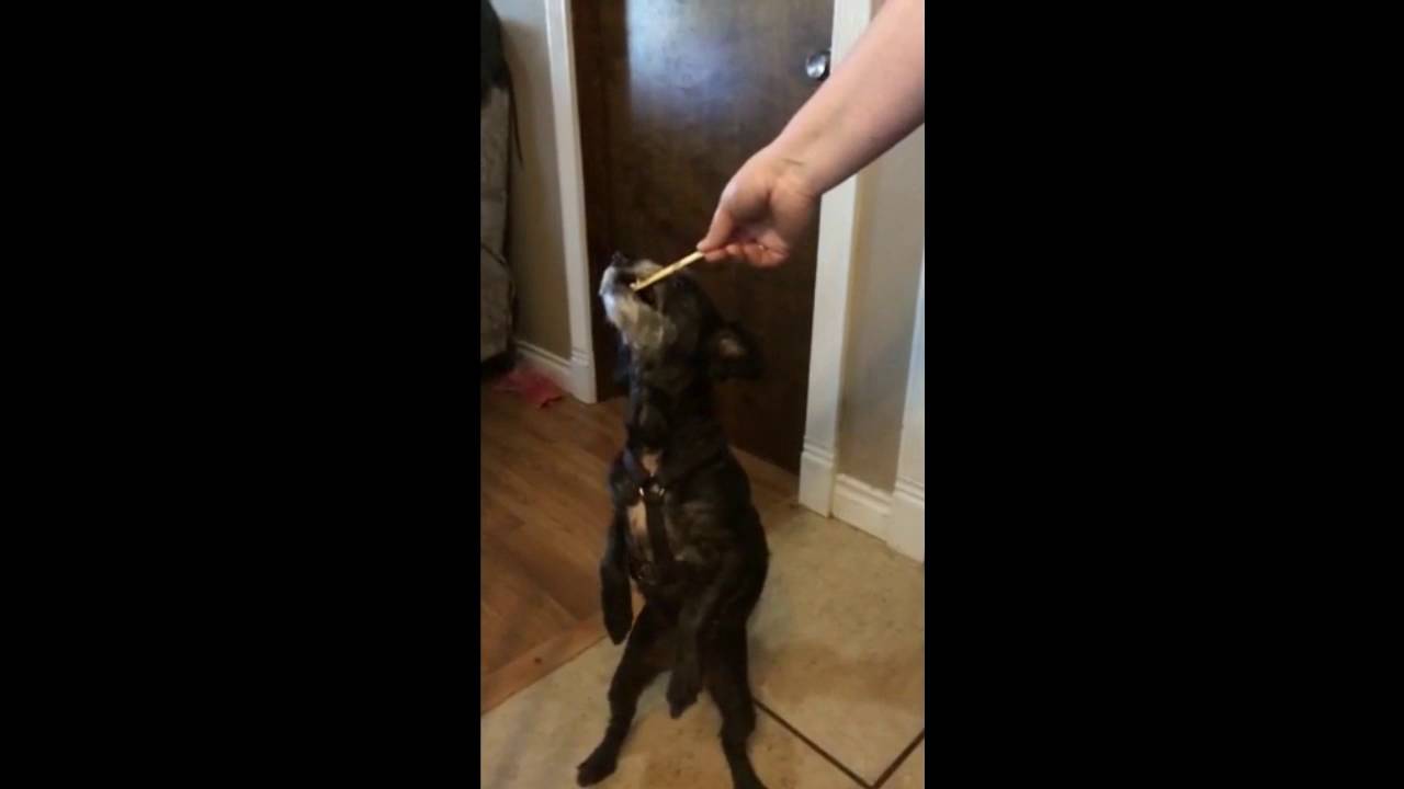 THE CATS COUSIN DOG YORKIEPOO ADAIR