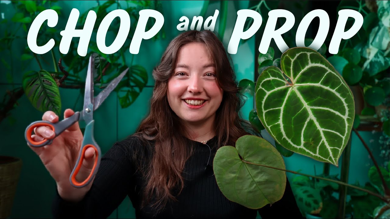 100% Safe Method to Propagate Anthurium Crystallinum