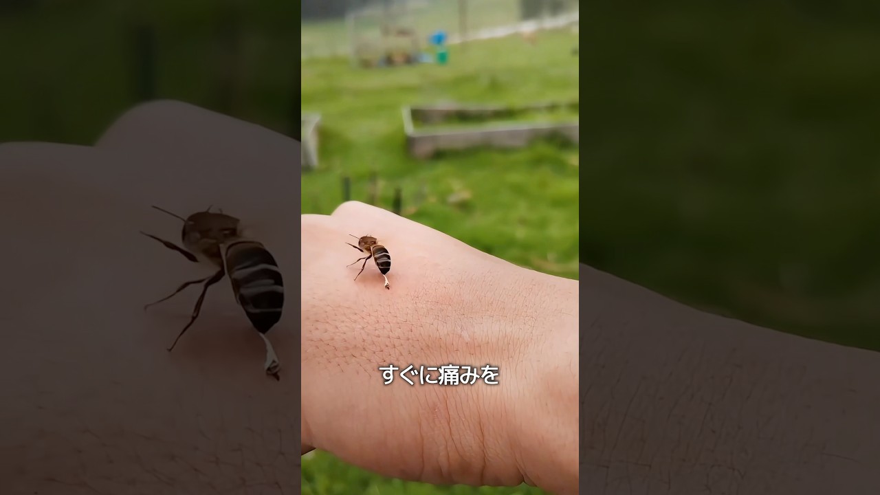 ハチ刺されの対処法