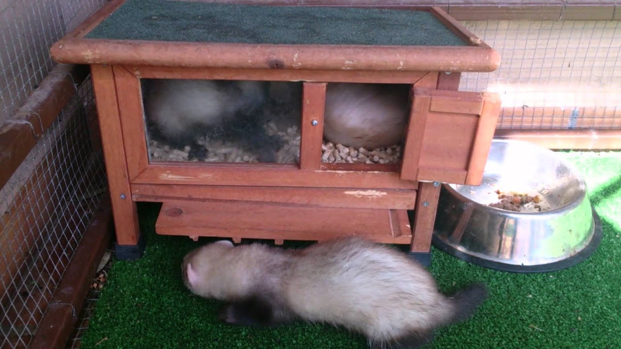 A Kitten and Baby Ferrets playing YouTube
