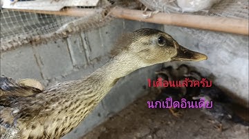 นกเป็ดสีเทาอินเดีย  อายุ1เดือน สีลวดลาย เริ่มเด่นชัด @hayoohakinthinrasi