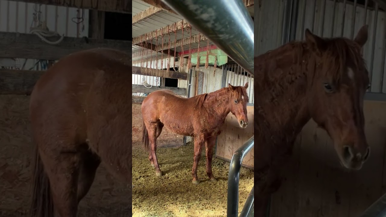 Просто эксперимент с беспокойным жеребенком-производителем 