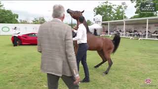 N 60 SA KAREEM  Vesuvio Trophy 2024  International Show  Colts 3 Years Old Class 6