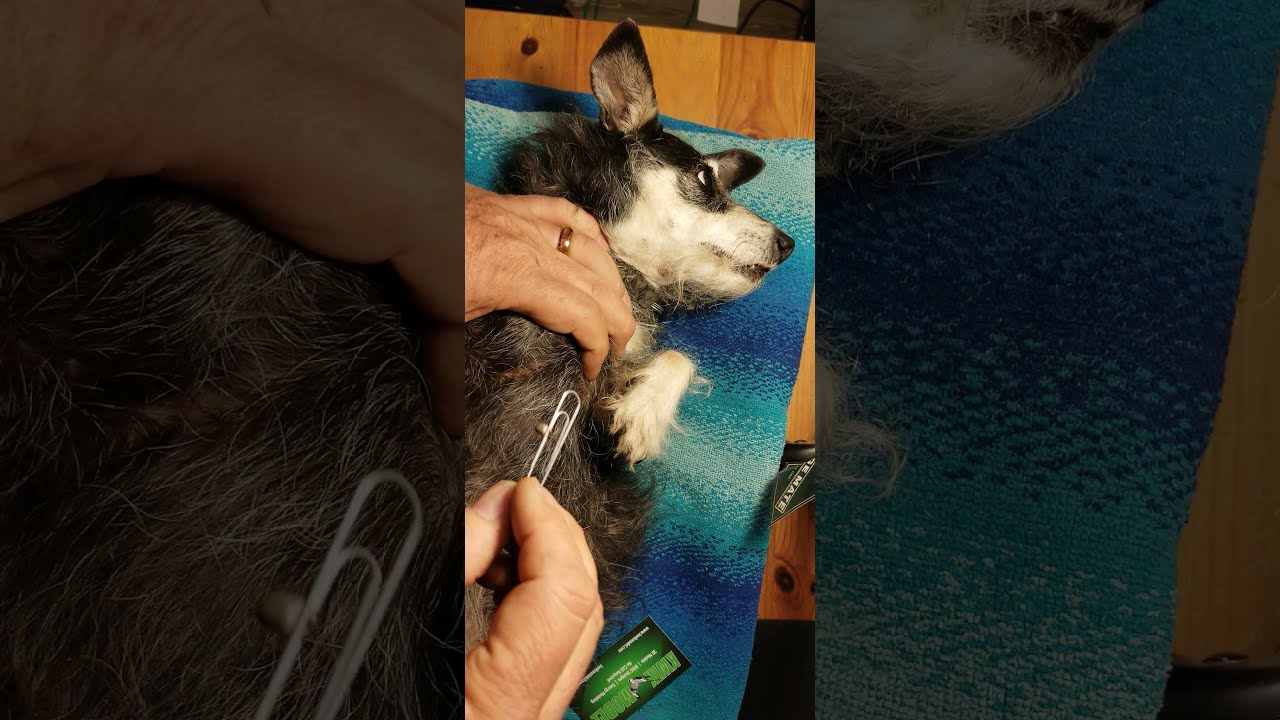 How To Remove A Tick With Paperclip