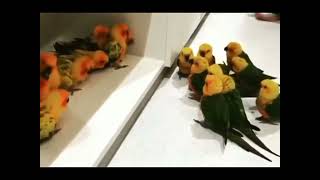 Bird Gang Fight 🔥 #Bird #Birdslover #Fight #Meme