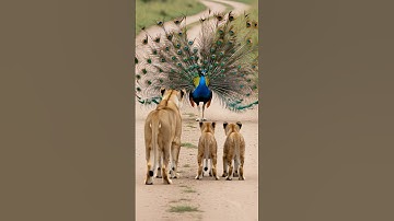 Peafowl bird sound 🦚 Peacock’s Feather Display Leaves Lion Cubs Speechless 😳 Amazing Peacock Dance!