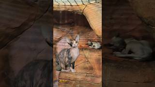 Sphynx cat#WeirdCats #UniquePets #AlienCat #FunnyCats #PlayfulCats #wildlife #SassyCat #CatMood
