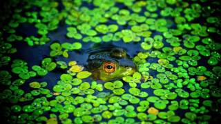 Tinnitus Relief: 8 Hours of NC Peeper frogs to fall asleep to.