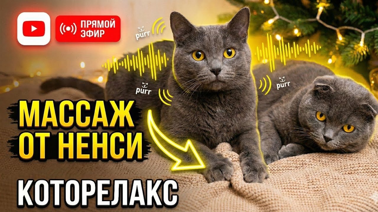 НЕНСИ делает массаж: Самое уютное мурчание после Нового года 🐾