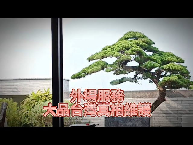 八風園藝 - 外場服務-嘉義大品台灣真柏維護 八風園藝 - 外場服務-嘉義大品台灣真柏維護