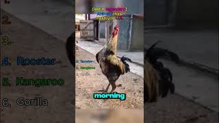 Funny Animal Clips That Escalated Way Too Fast 😂😂