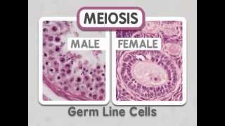 Meiosis