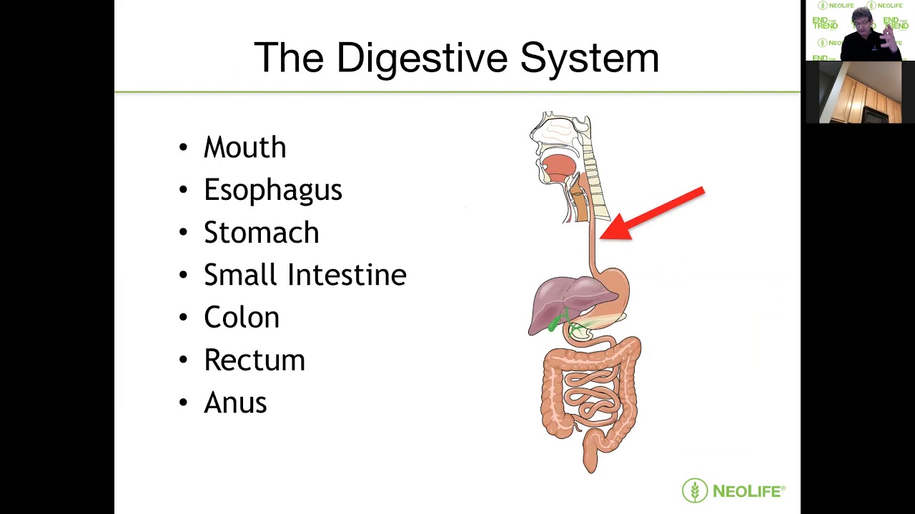 NeoLife - Digestion by Mark Schoepp