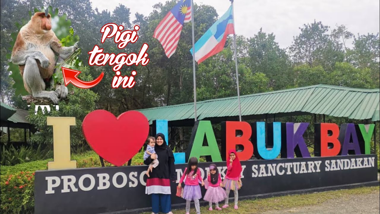 Jarang dikunjungi orang malaysia⁉️Labuk bay proboscis monkey sanctuary sandakan