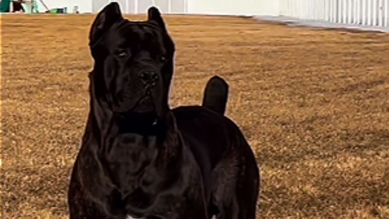 Kid Grows Up With His Massive Furry Guardian