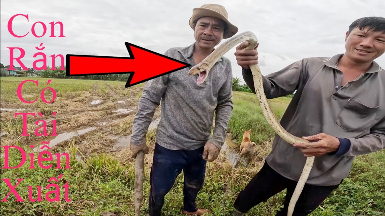 Được Ông Anh Chỉ Điểm Có Rắn Độc Chúng Tôi Đã Thu Phục Được|| Tâm Vện Vlog# 26