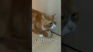 しつこいんで怒ったら不服そうなチャギ#shorts