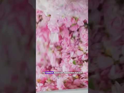 Одно из самых