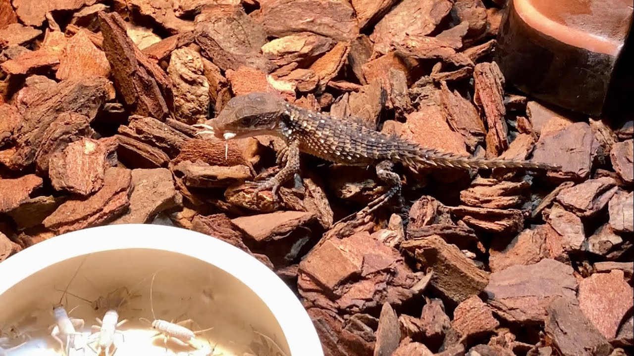 ヒナタヨロイトカゲの赤ちゃんに初給餌と設備更新