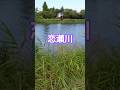 八代亜紀【恋瀬川】#shorts# 恋瀬川#作詞 八代亜紀(秋野めぐみ)