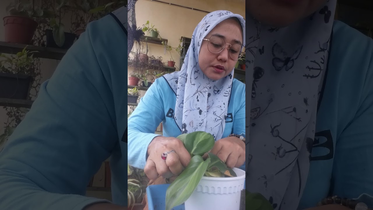 cara cara tanam pokok sirih hiasan - YouTube