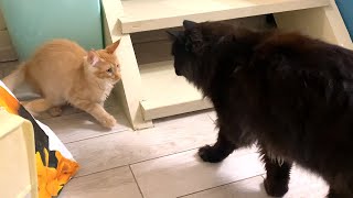 картинка: ЗНАКОМСТВО НЕВЕСТЫ СЕРВАЛА С КОТАМИ / Планы на сервала и другие подробности