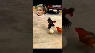 hens play football 🏉 #trending #viral #shorts #shortsfeed #play #hens
