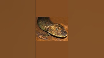 Meet your ancestor, Tiktaalik! #fish #fossils #archaeology