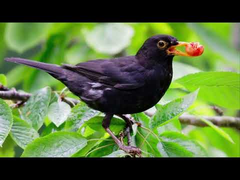 Гласовете на птиците 10 пойни птици 