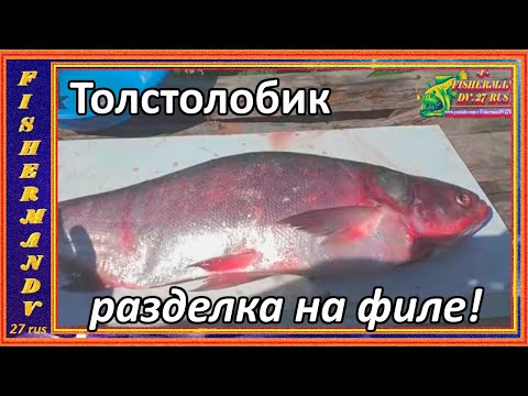 Крупный толстолобик, как разделать его на филе без костей,