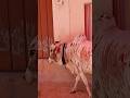 Last day 😓#shorts #viral #qurbani #bakraeid#trending #shortsfeed #animals #bull #mabdi