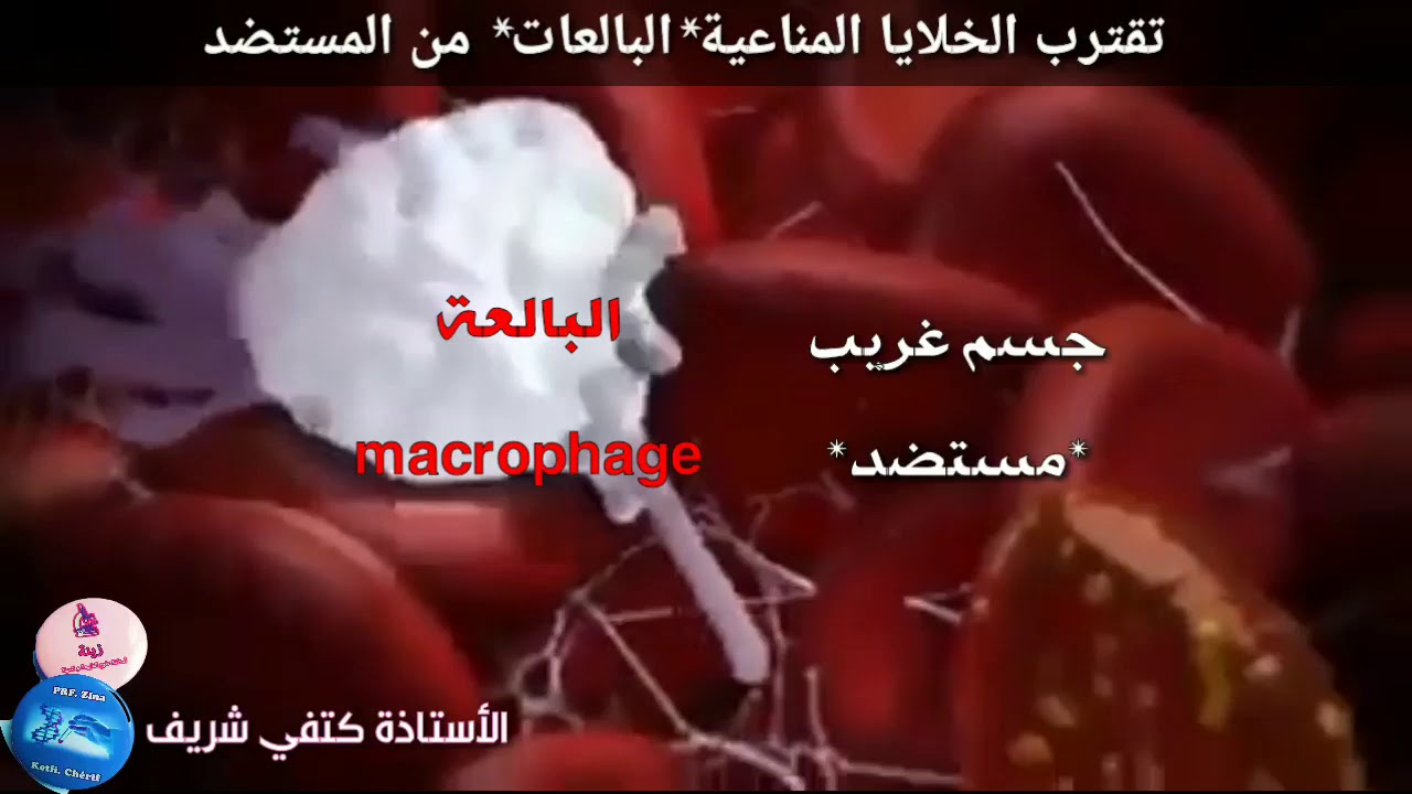 لقطة من عملية البلعمة phagocytose/ سنة 3 ثانوي