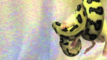 Jaguar carpet python feeding time