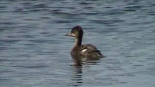 Hooded Merganser (Anatidae: Lophodytes cucullatus) Juvenile