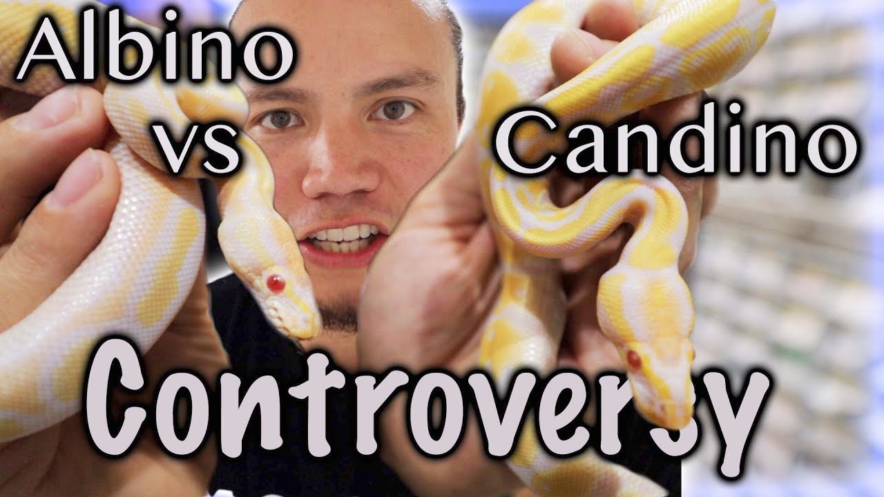 vlogs in spanish I found this SLIGHTLY OFFENSIVE...