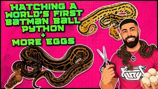 Hatching a WORLD’S FIRST Batman Ball Python!