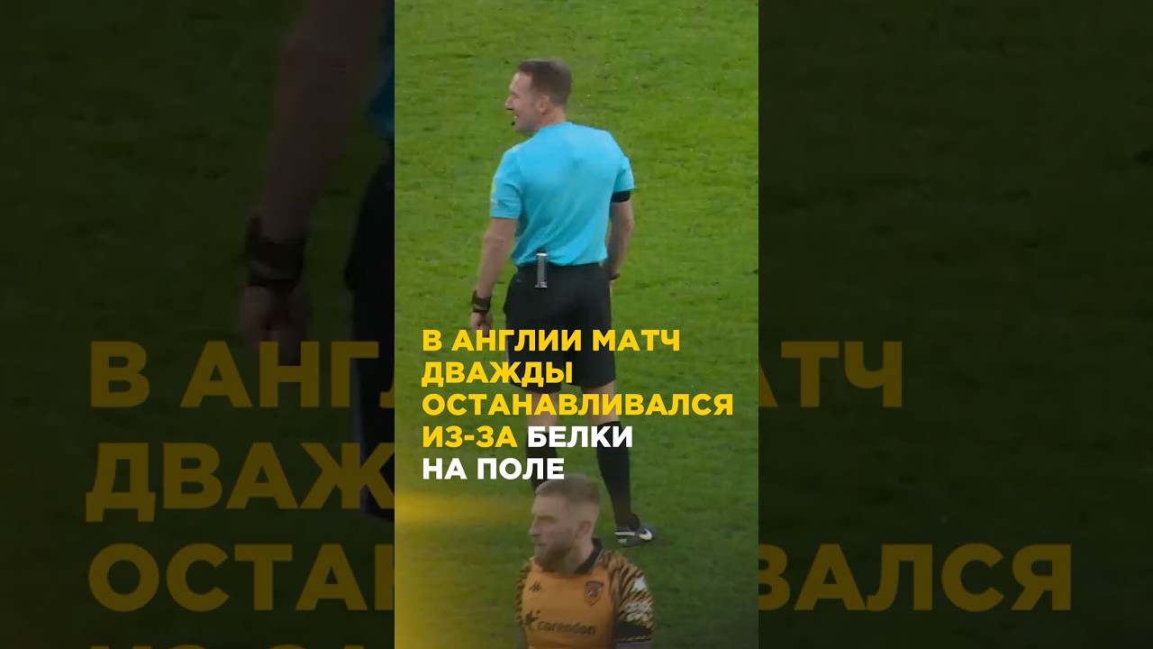 В Англии матч дважды останавливался из за белки на поле