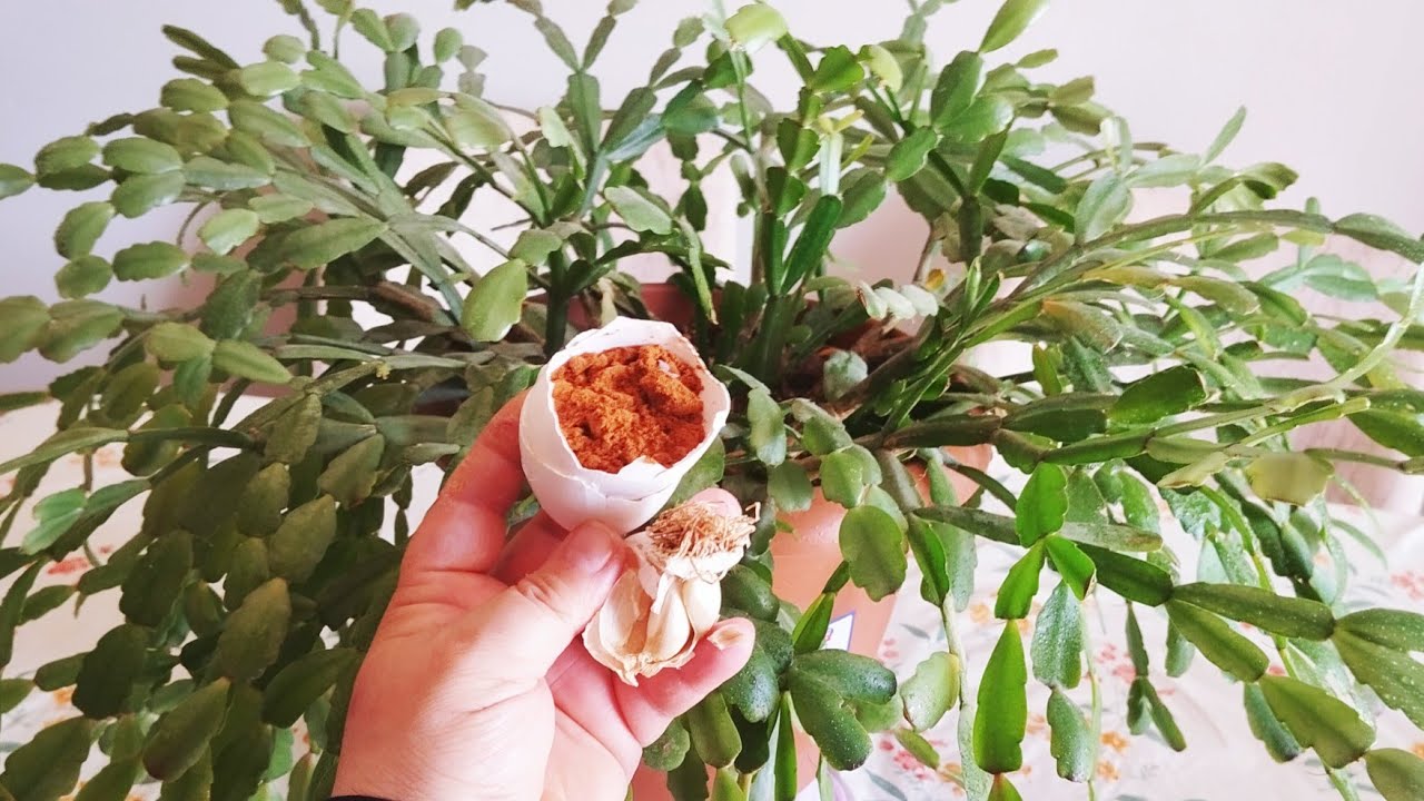 Yılbaşı Çiçeğiniz Hemen Çiçek Açsın Şok Olacaksınız ❕🤔