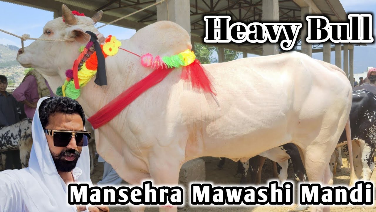 Mansehra Maweshi Mandi Latest Update - Desi Fathajungi Qurbani Bulls Price Update June 2025 # sktv27