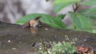 Ashy prinia # taking bath#shortvideo #viralvideo #wildlifephotography #jabalpur