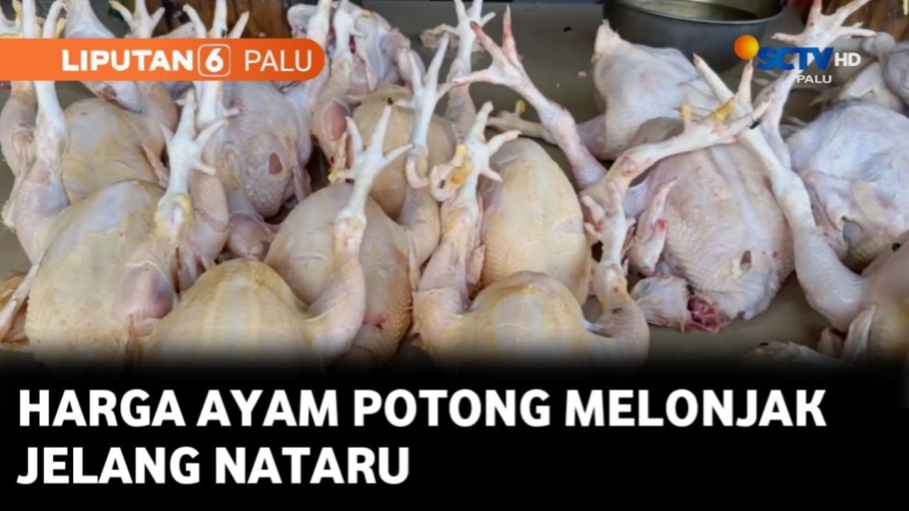 Berita Palu 12 Desember 2025 Segmen 2